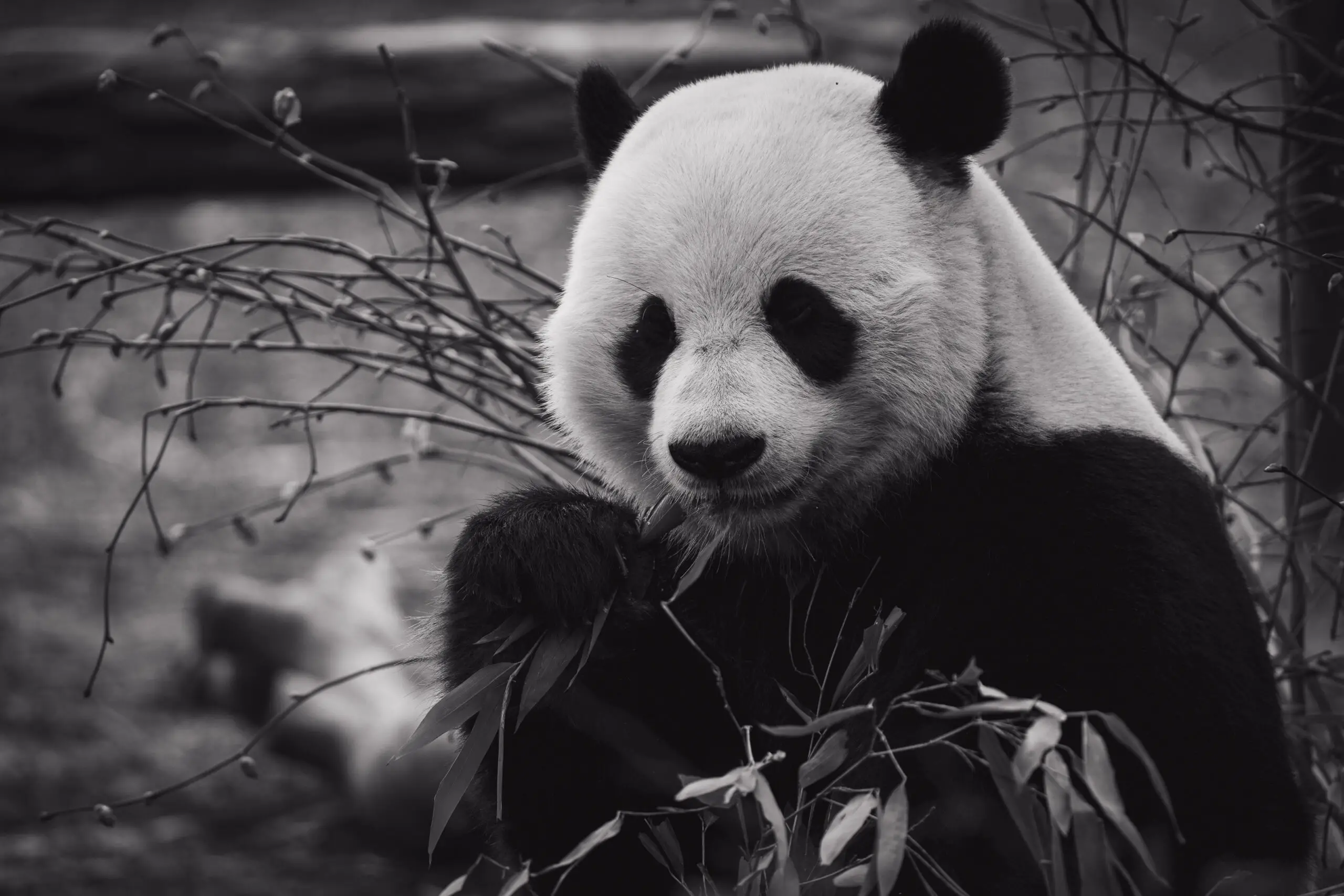 Panda bear eating bamboo leaves in zoo